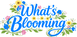 What's Blooming header